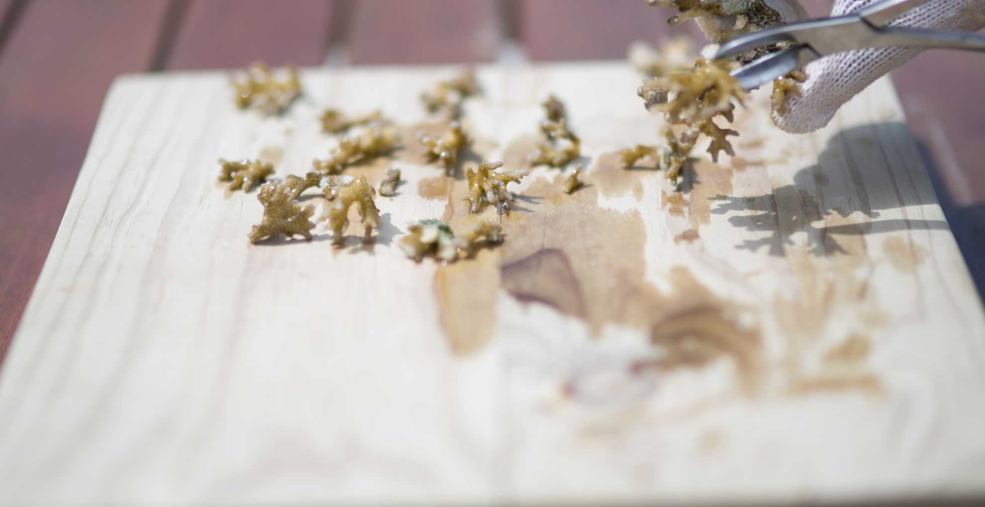 marine biology colleges